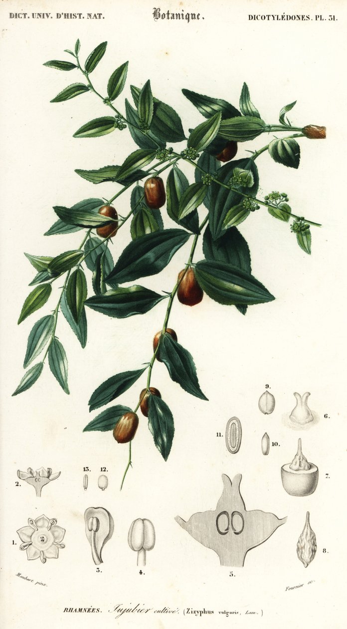 Kinesisk dadel eller jujube, Ziziphus jujuba. ,1849 (gravering) af Louis Joseph Edouard Maubert