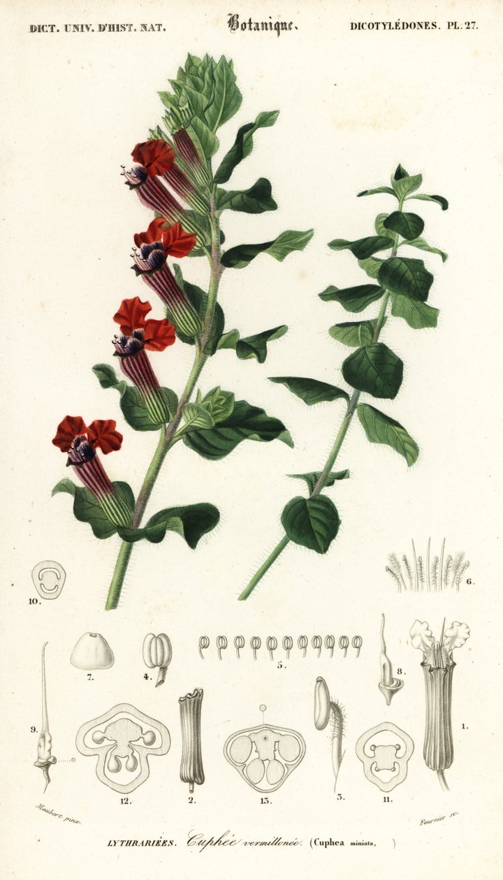 Cigarplante, Cuphea llavea. ,1849 (gravering) af Louis Joseph Edouard Maubert