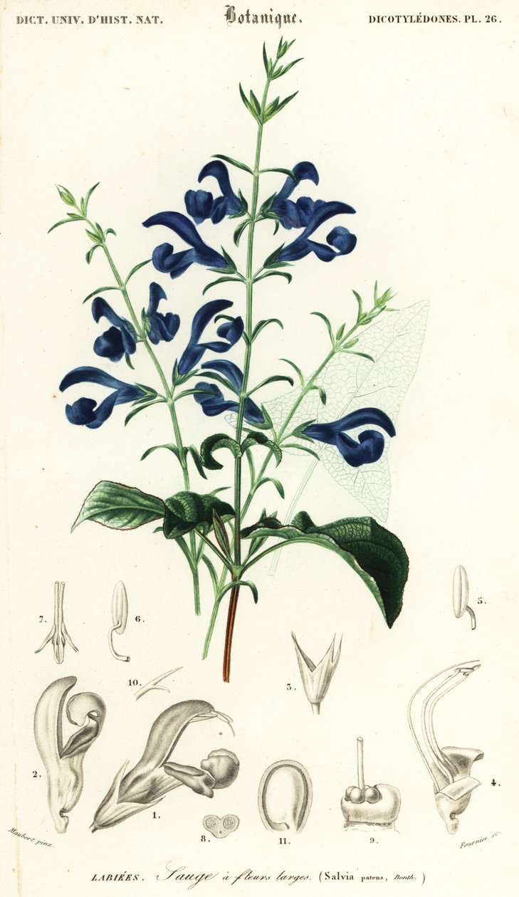 Ensiansalvie eller spredende salvie, Salvia patens., 1849 (gravering) af Louis Joseph Edouard Maubert