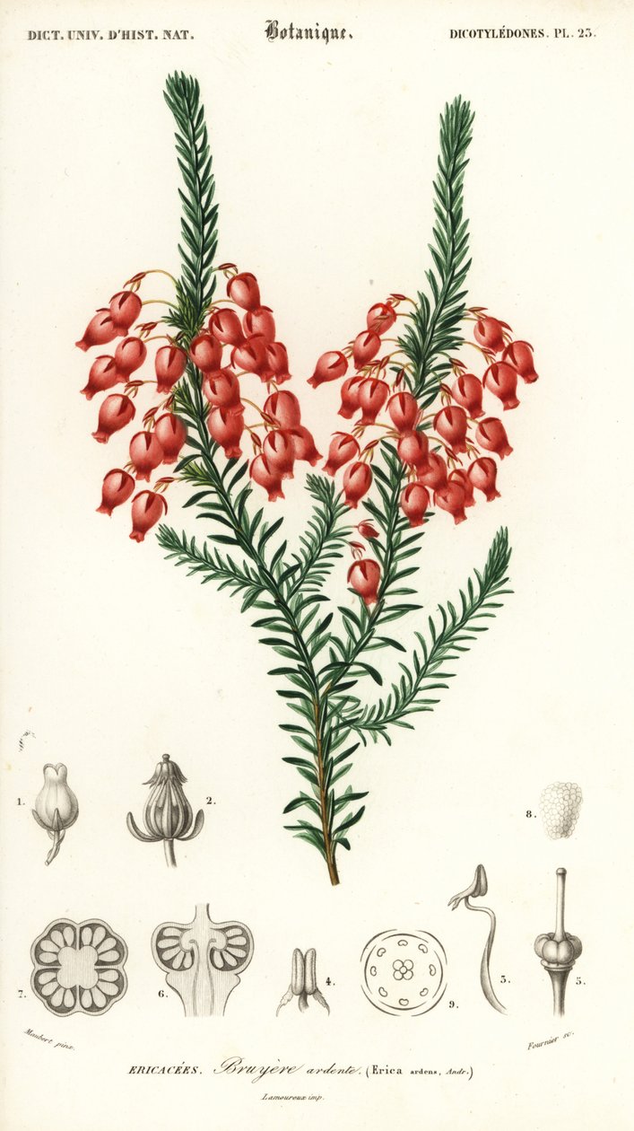 Glødende hede, Erica ardens. ,1849 (gravering) af Louis Joseph Edouard Maubert
