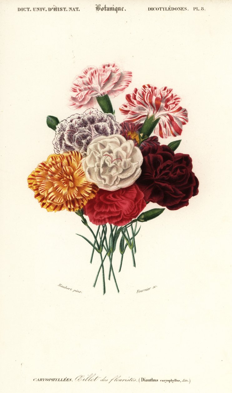 Gruppe af nelliker, Dianthus caryophyllus. ,1849 (gravering) af Louis Joseph Edouard Maubert