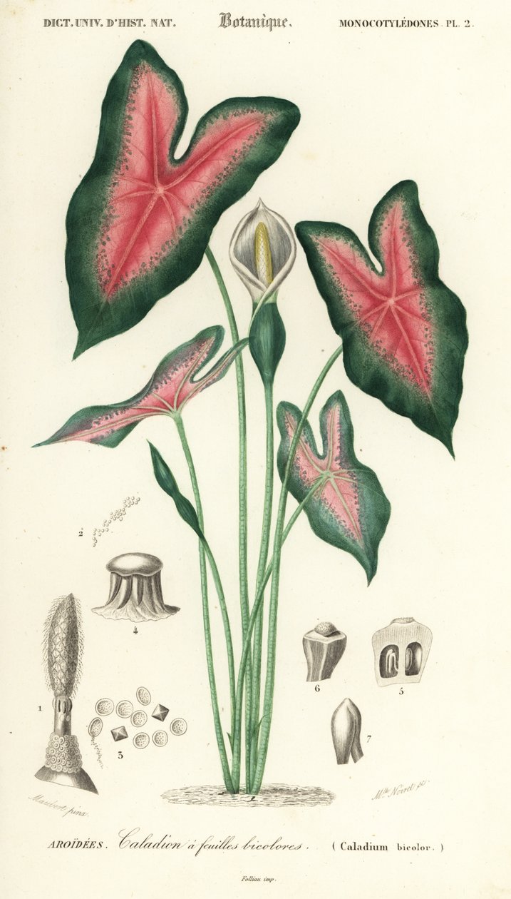 Jesu hjerte, Caladium bicolor. ,1849 (gravering) af Louis Joseph Edouard Maubert