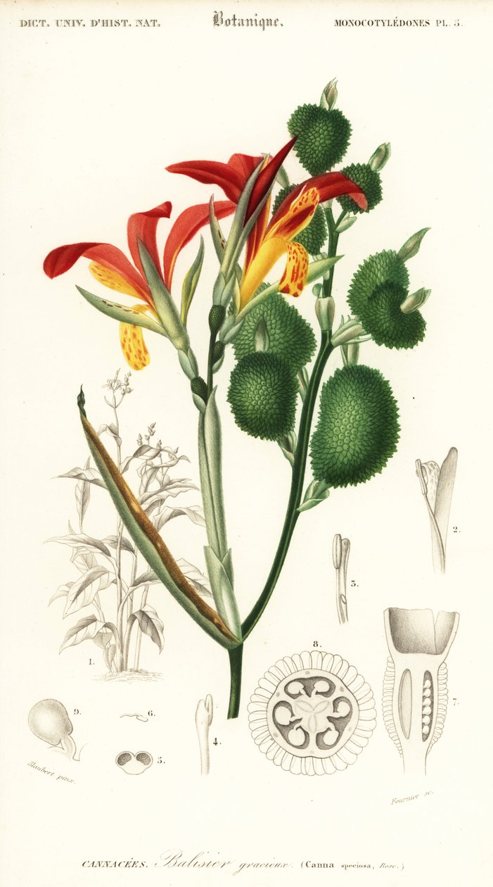 Indisk skud, Canna indica. ,1849 (gravering) af Louis Joseph Edouard Maubert