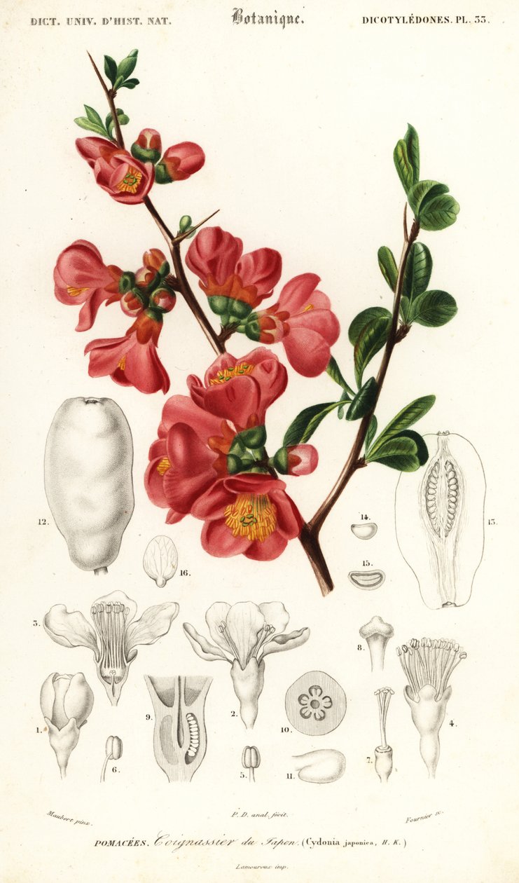 Japansk kvæde, Chaenomeles japonica., 1849 (gravering) af Louis Joseph Edouard Maubert