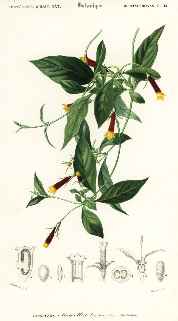 Manettia luteorubra. ,1849 (gravering) af Louis Joseph Edouard Maubert