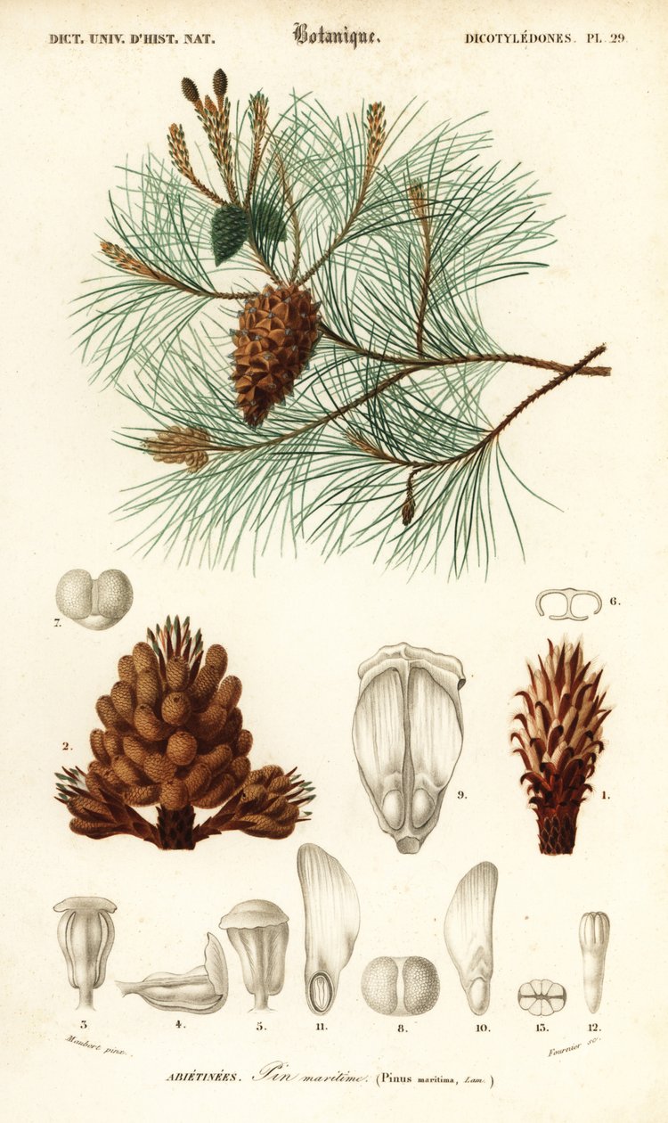 Maritim fyr eller klasefyr, Pinus pinaster., 1849 (gravering) af Louis Joseph Edouard Maubert