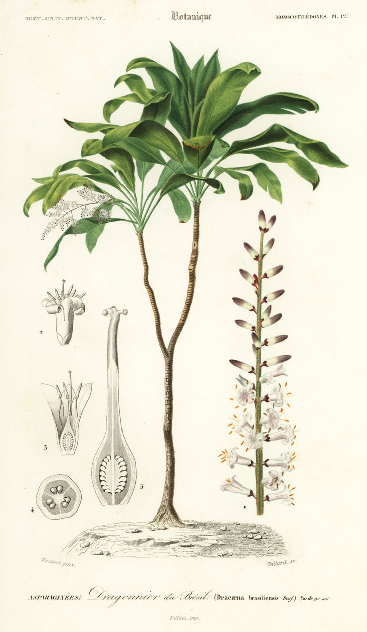 Palmelilje, Cordyline fruticosa., 1849 (gravering) af Louis Joseph Edouard Maubert