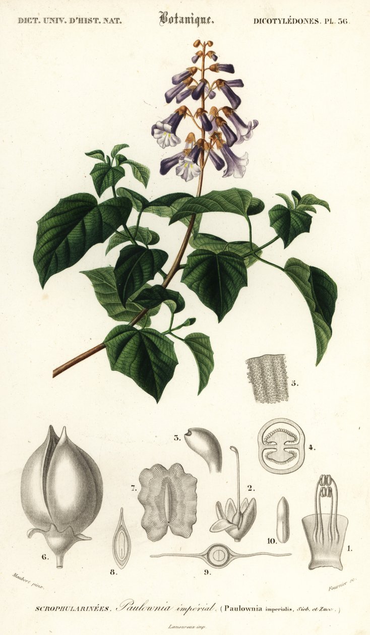 Prinsessetræ, kejserindetræ eller revebøttetræ, Paulownia tomentos, 1849 (gravering) af Louis Joseph Edouard Maubert