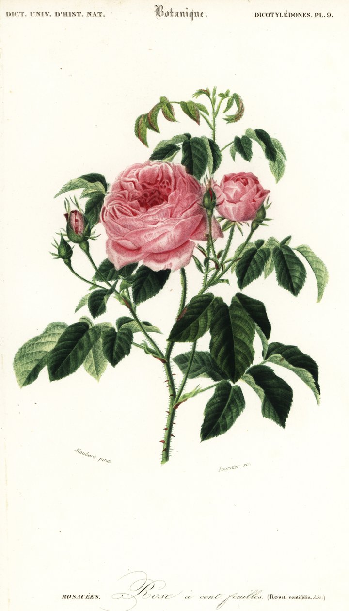 Provence rose, Rosa x centifolia., 1849 (gravering) af Louis Joseph Edouard Maubert