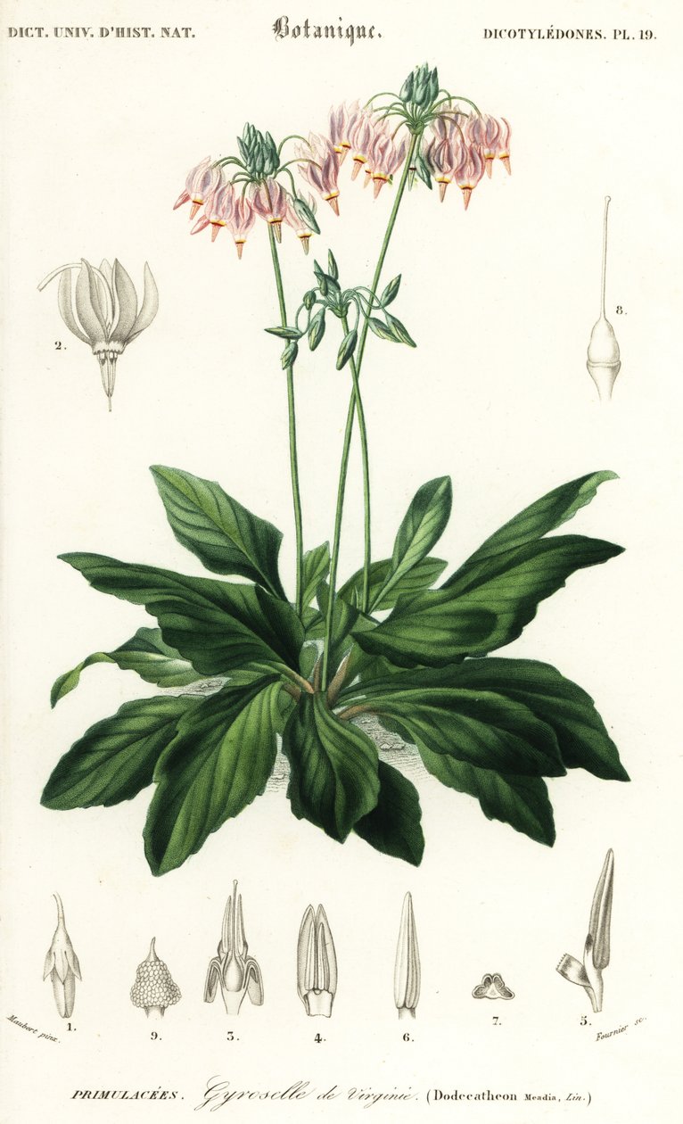 Stjerneskud eller østligt stjerneskud, Dodecatheon meadia. ,1849 (gravering) af Louis Joseph Edouard Maubert