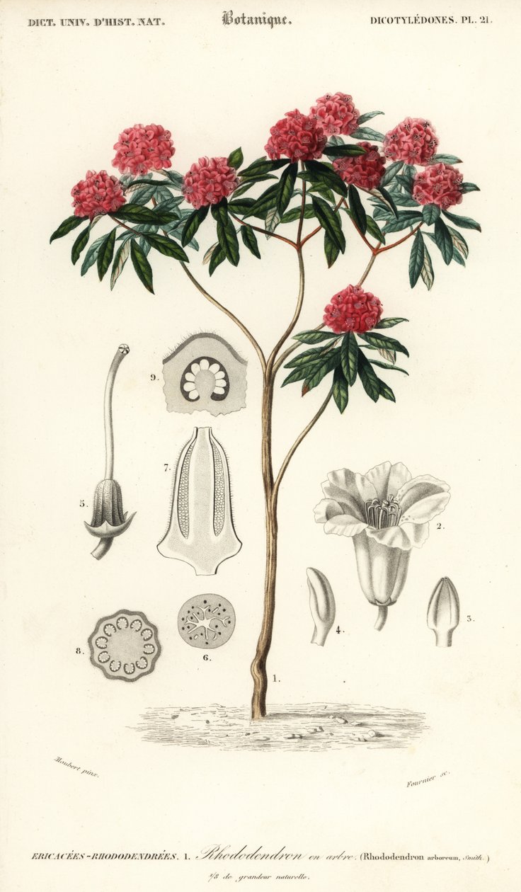 Træ rhododendron, Rhododendron arboreum. ,1849 (gravering) af Louis Joseph Edouard Maubert