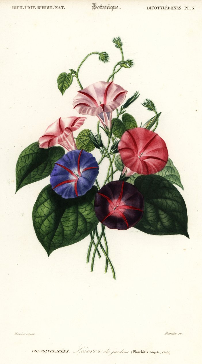 Varieteter af morning glory, Pharbitis hispida., 1849 (gravering) af Louis Joseph Edouard Maubert