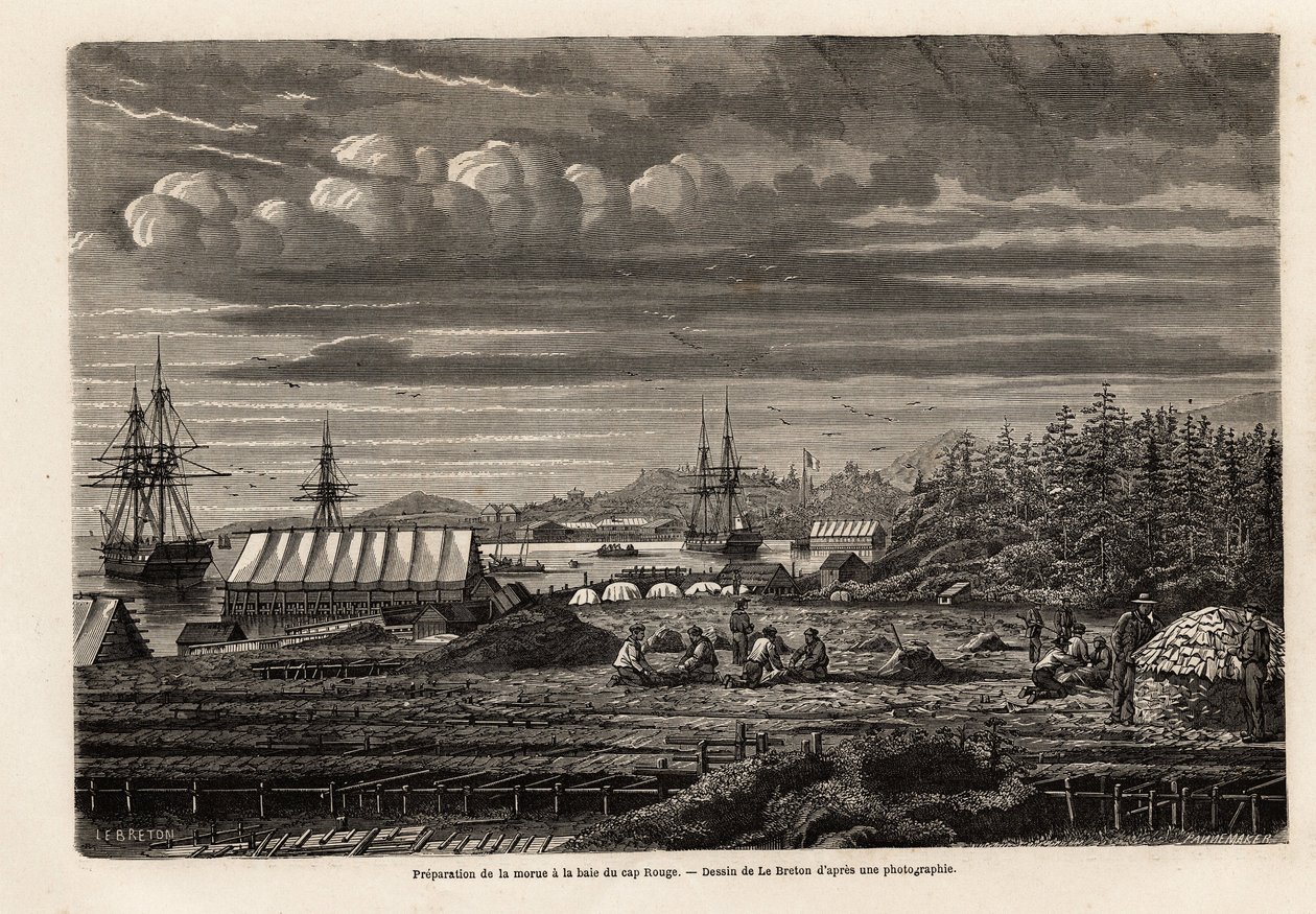 Tilberedning af torsk ved bugten Cap Rouge, rensning af fisk og indsamling af lever for at udvinde olie fra strejken, derefter saltning i kabinen på pæle, tegnet af Lebreton, for at illustrere rejsen til Newfoundland i 1860 af A. de Gobineau. Indgravering  af Louis Le Breton
