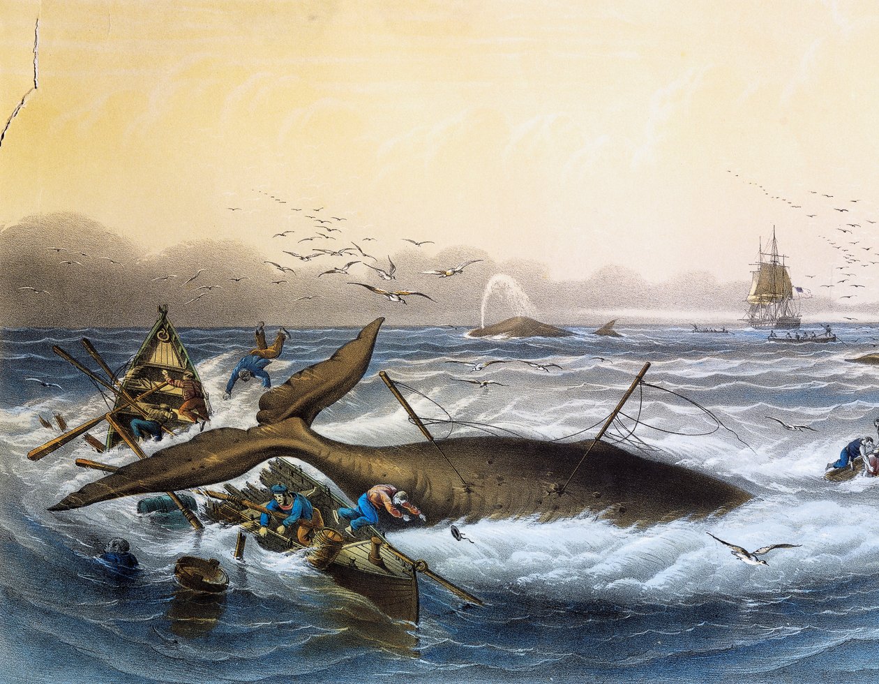 Hvalfangst i sydhavet, farvelitografi af Louis Lebreton (død 1866) af Louis Le Breton