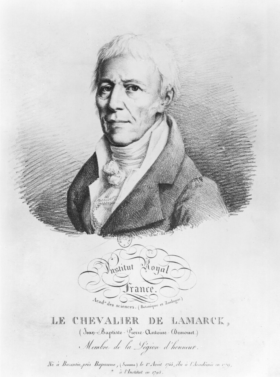 Portræt af Jean-Baptiste de Monet (1744-1829) Chevalier de Lamarck, fra 