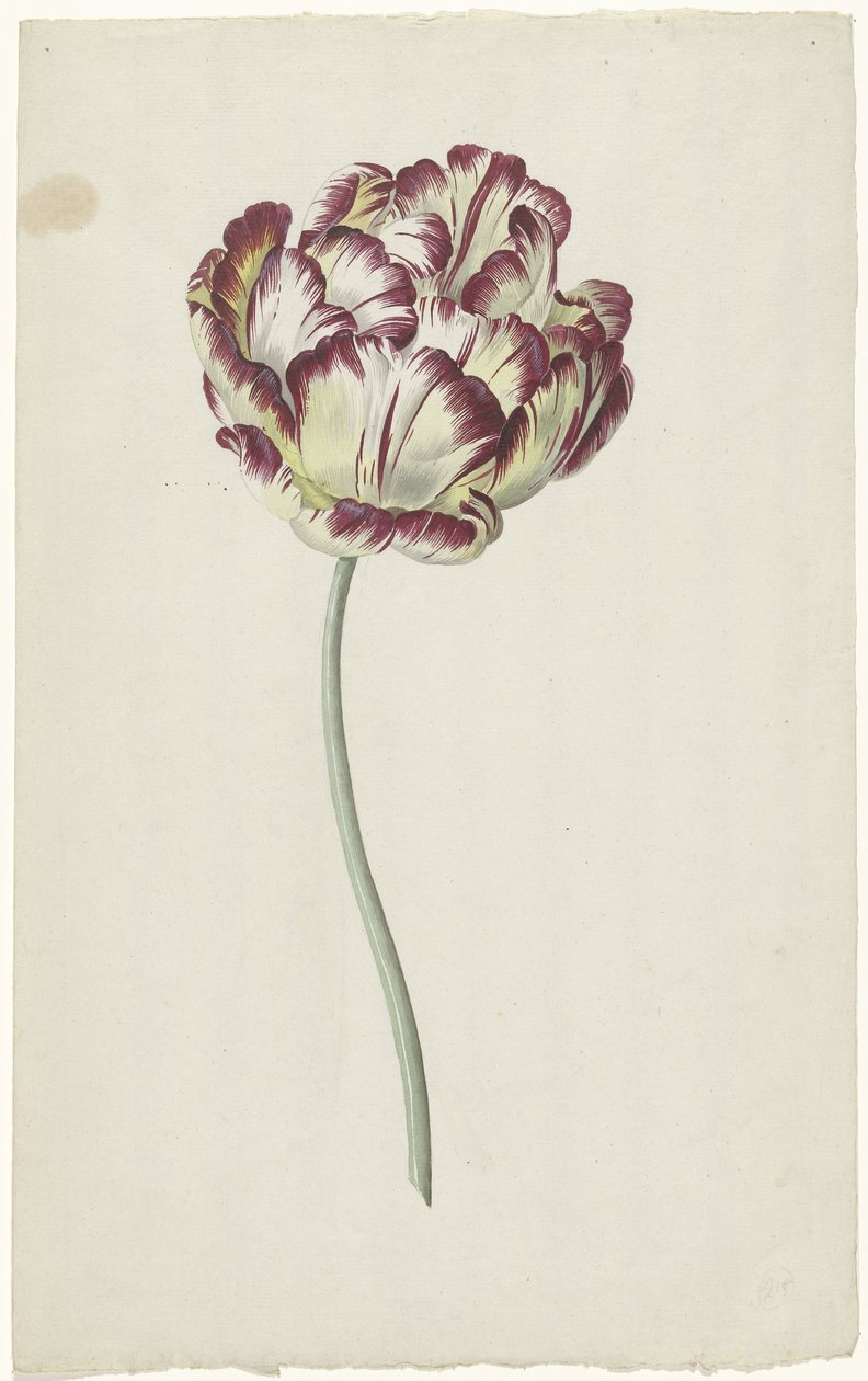 Tulipan af Louis Moritz