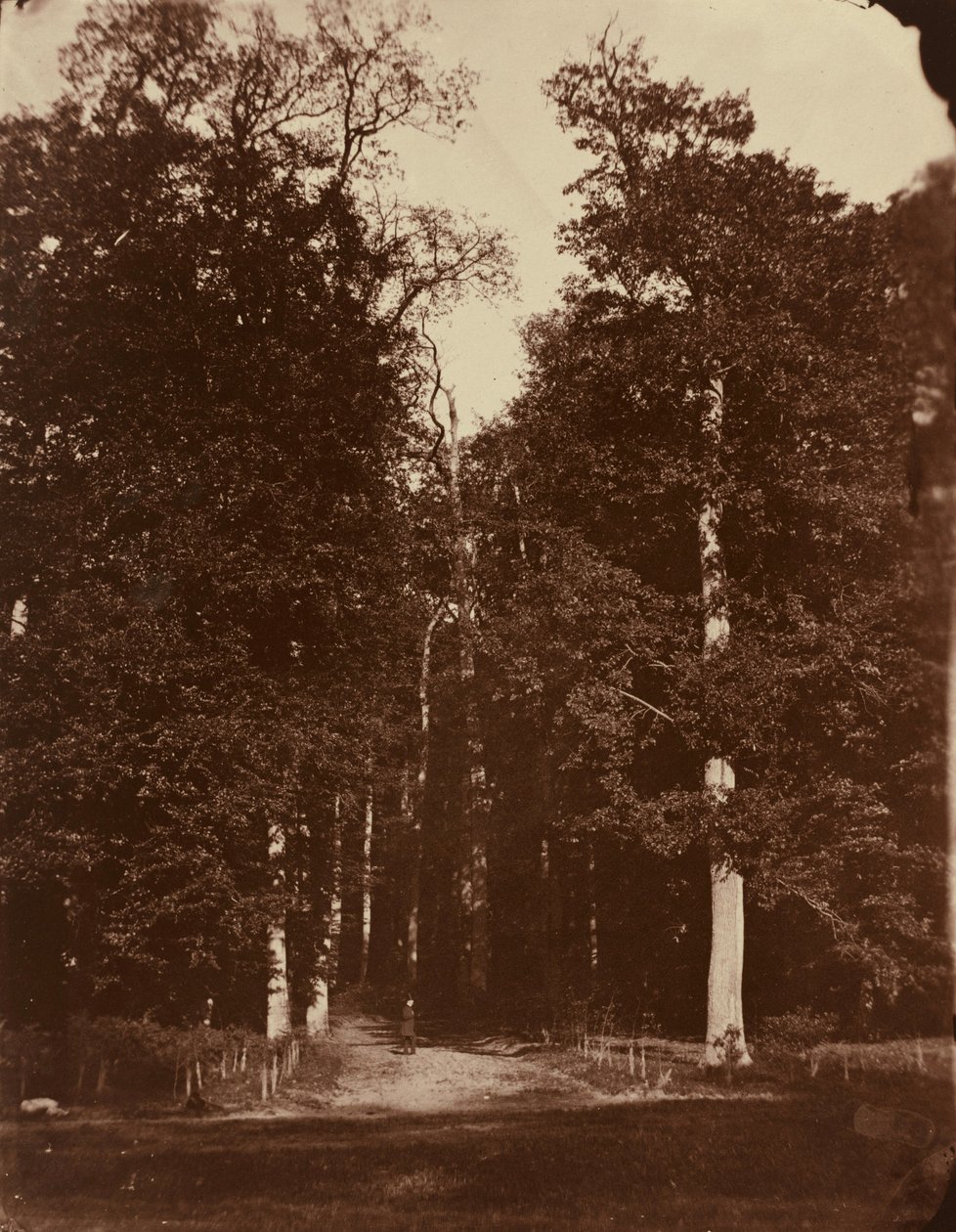 Skoven ved Saint-Cloud,1859-1860 (foto) af Louis Rémy Robert