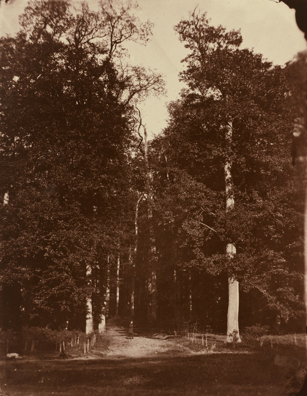Skov ved Saint-Cloud af Louis Rémy Robert