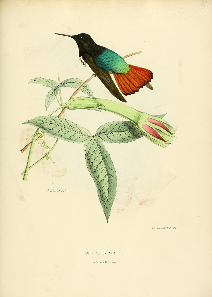 Aglaeactis pamelae af Louis Victor Bevalet