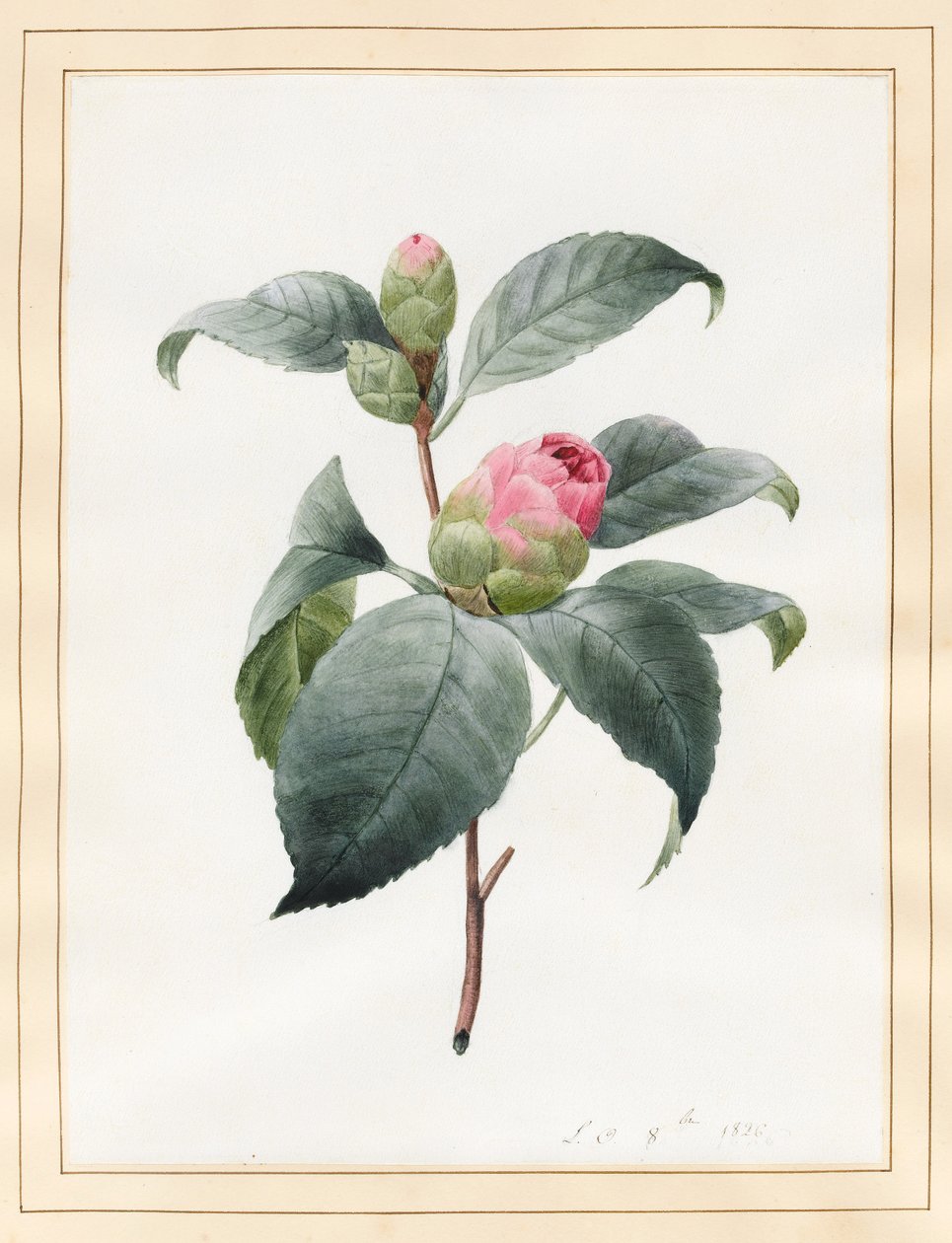 Camellia, 1826 (wc på vellum) af Louise DOrleans