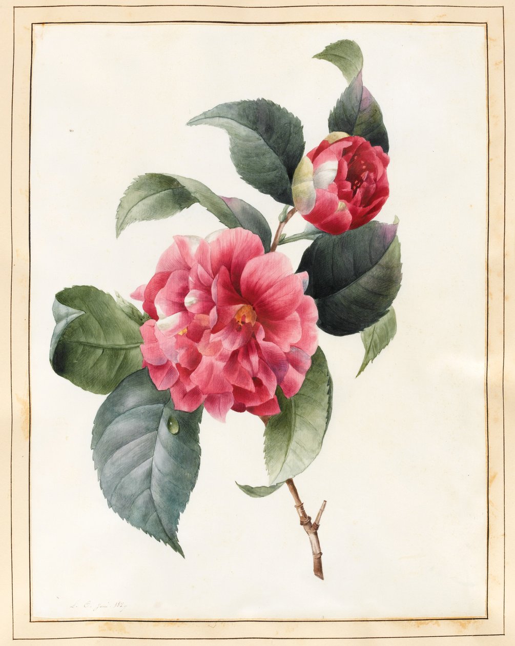 Camellia, 1827 (wc med noget kropsfarve på vellum) af Louise DOrleans