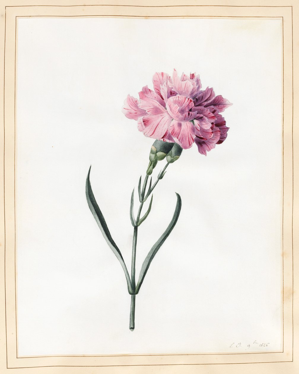 Nellik, 1826 (wc på vellum) af Louise DOrleans