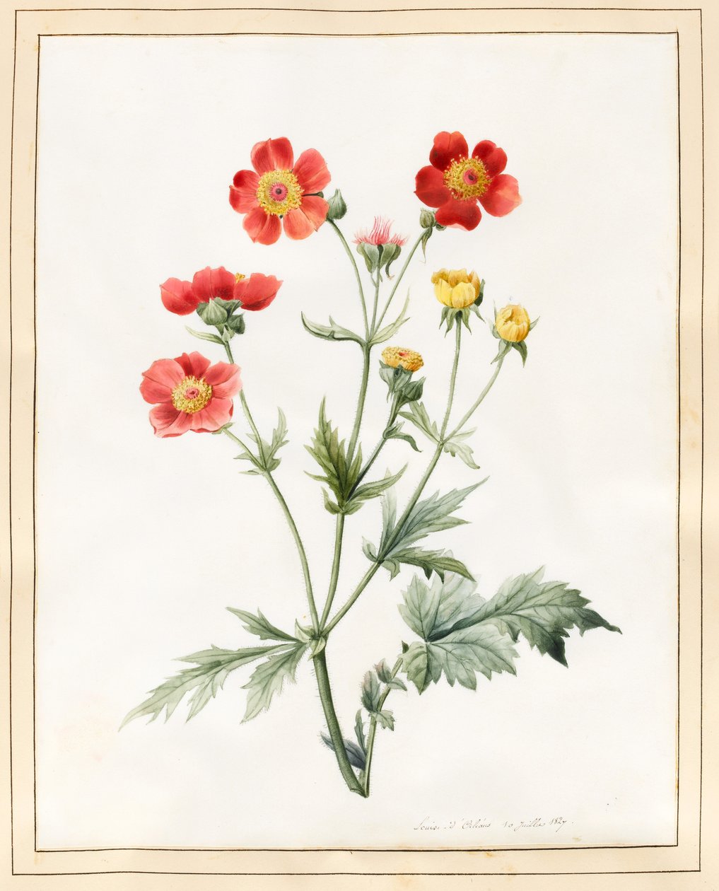 Komposit, 1827 (wc med en del kropsfarve på vellum) af Louise DOrleans