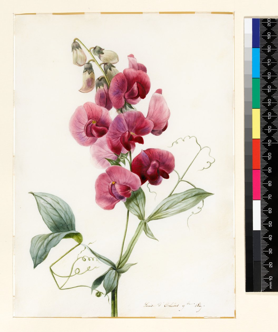 Lathyrus latifolius (Evig ært) af Louise DOrleans