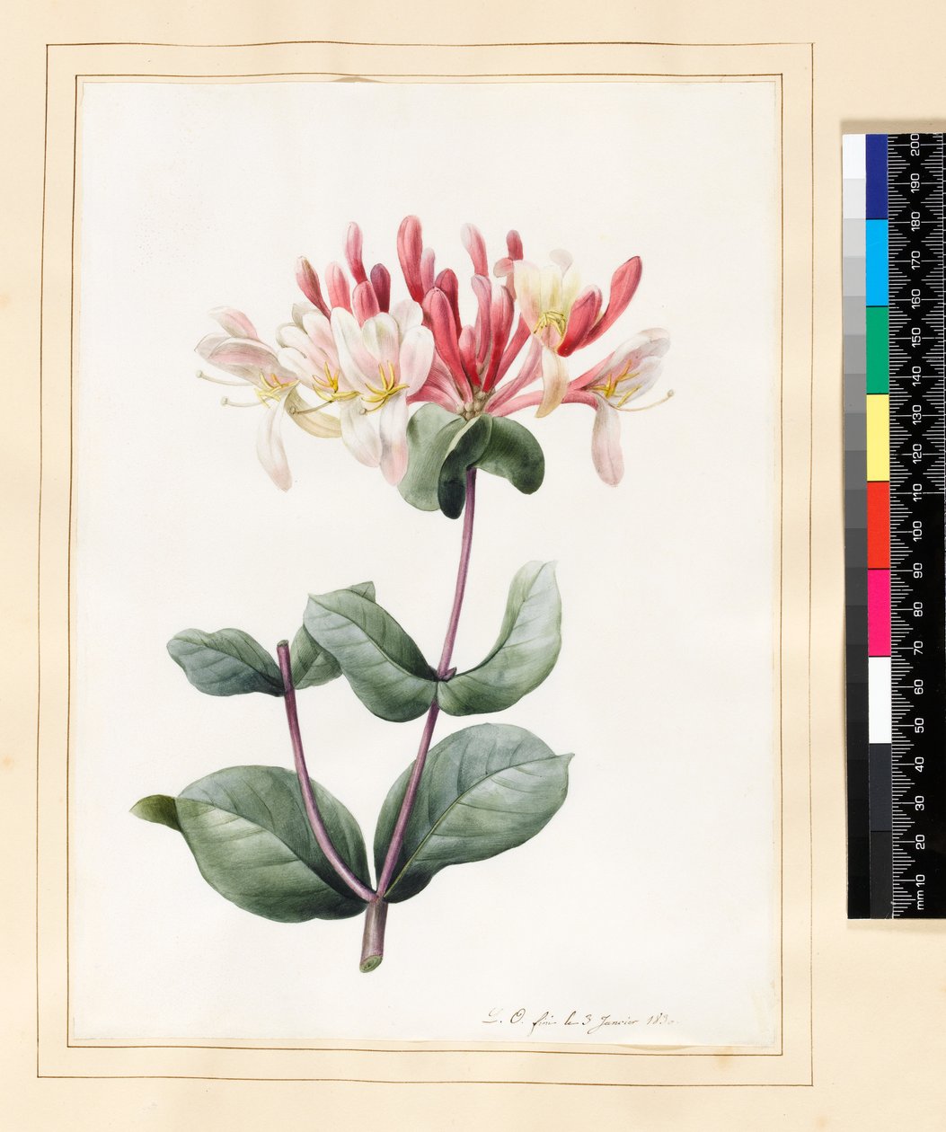 Lonicera Periclymenum (kaprifolier) 1830 (toilet og gouache på vellum) af Louise DOrleans