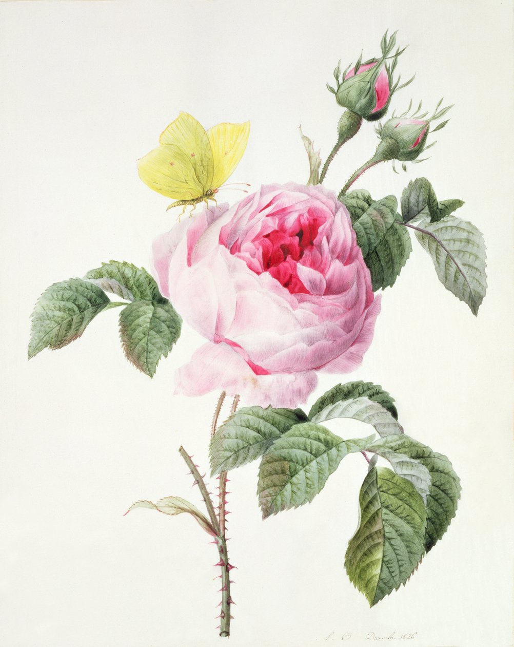 PD.107-1973.f11 Lyserød rose med knopper og en svovlsommerfugl, 1826 af Louise DOrleans