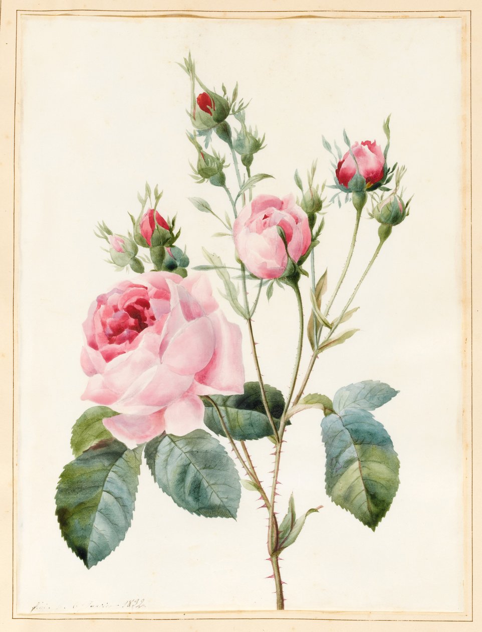 Pink Rose and Buds, 1832 (wc med noget kropsfarve på vellum) af Louise DOrleans