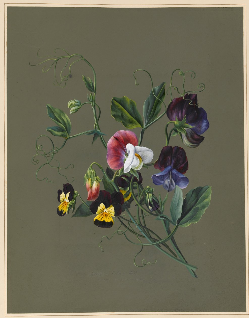 Søde ærter (Quitro) og Violas, 1830 (wc og kropsfarve på papir med en forberedt jord) af Louise DOrleans