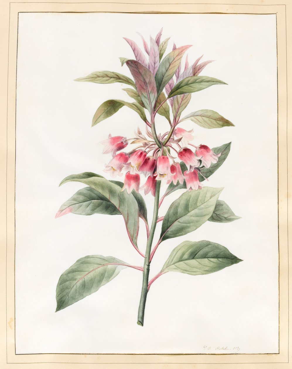 Unavngivet, 1827 (wc på vellum) af Louise DOrleans