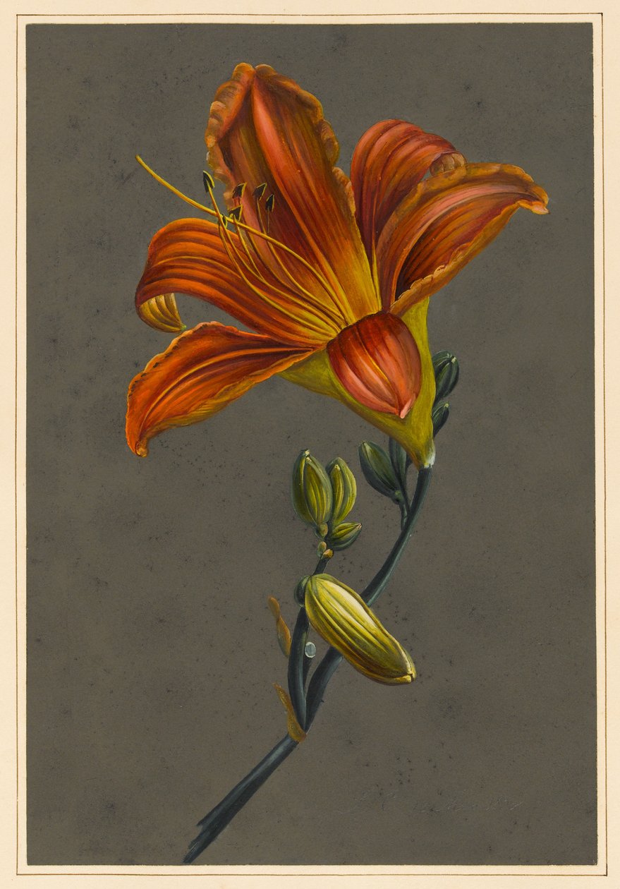 Hemerocallis (Daglilje), 1830 (kropsfarve på papir med en forberedt jord) af Louise DOrleans