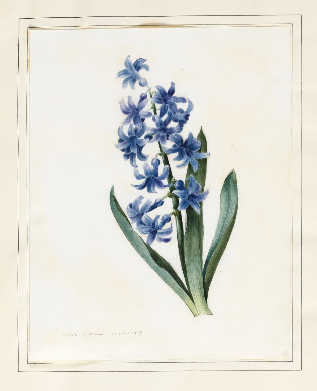 Hyacinth, 1826 (wc med en del kropsfarve på vellum) af Louise DOrleans