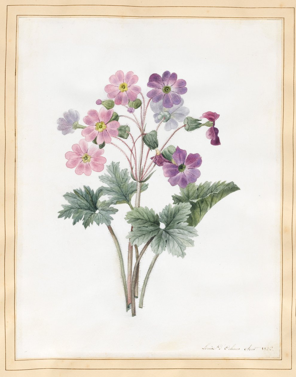 Hybrid Auricula (wc på vellum) af Louise DOrleans
