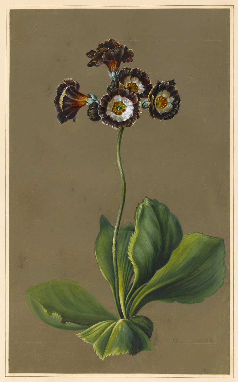 Hybrid Auricula, 1830 (kropsfarve på papir med en forberedt jord) af Louise DOrleans