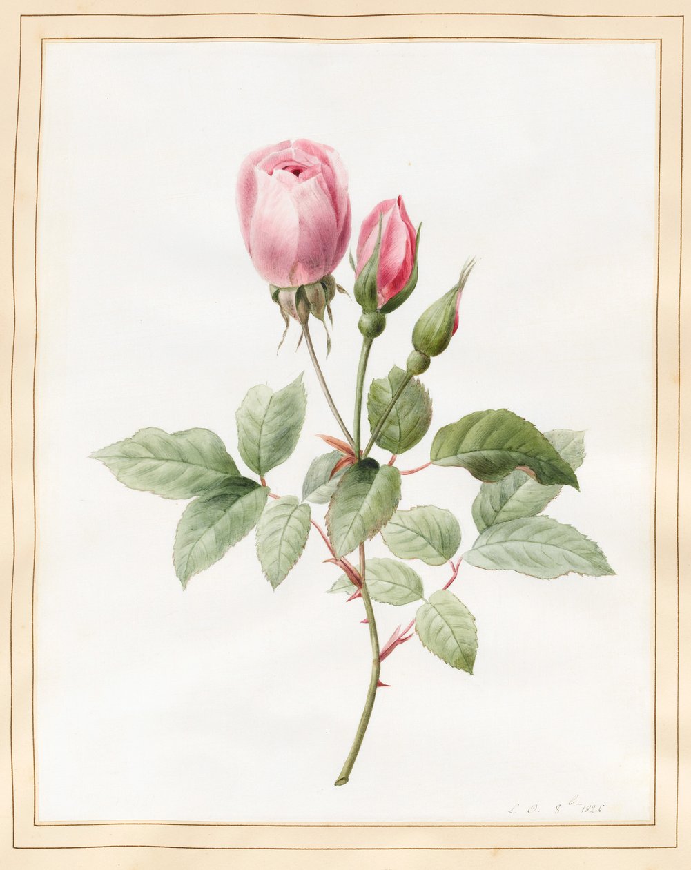 Pink Rose and Buds, 1826 (wc med noget kropsfarve på vellum) af Louise DOrleans