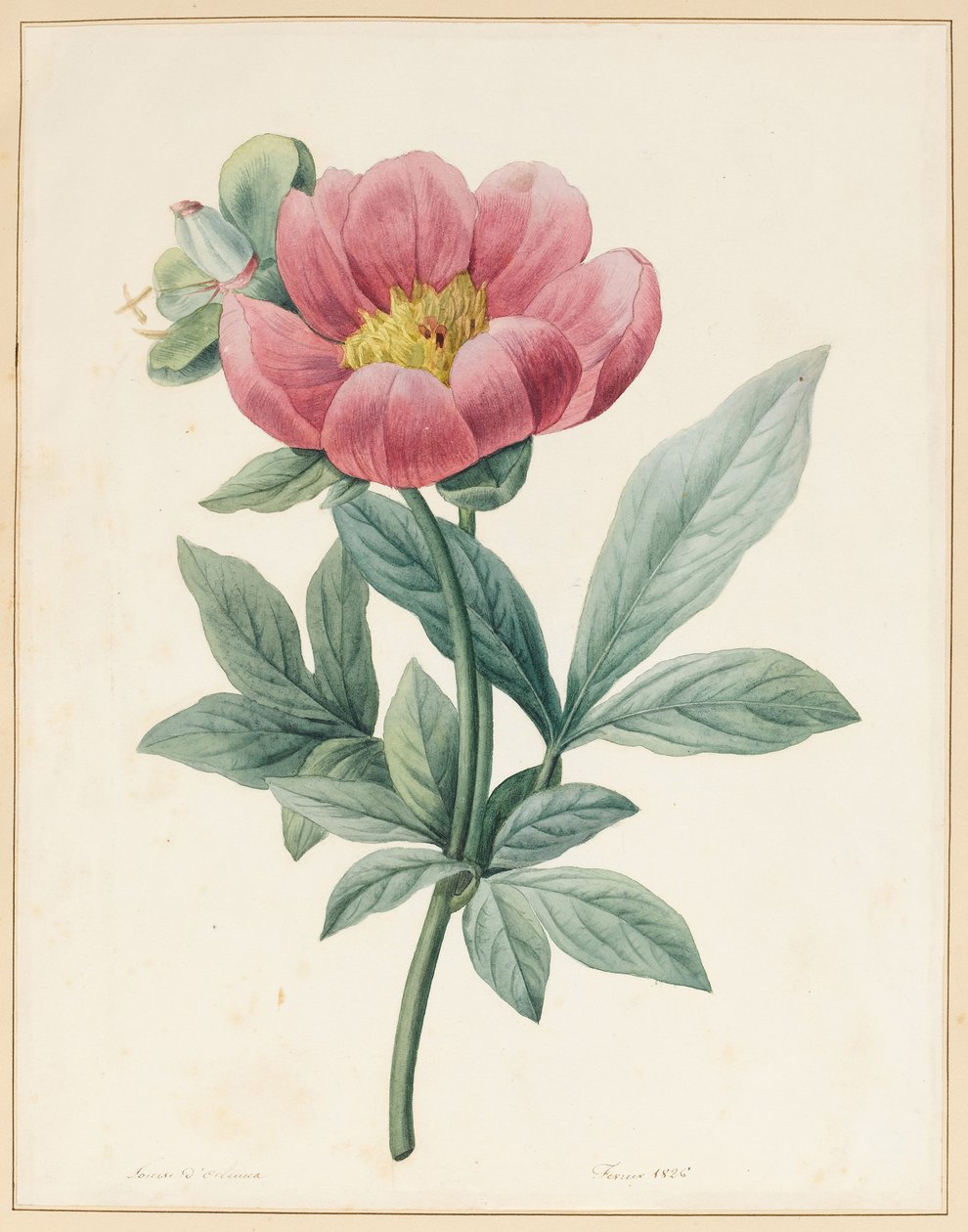 Paeonia Mascula, urteagtig, 1826 af Louise DOrleans