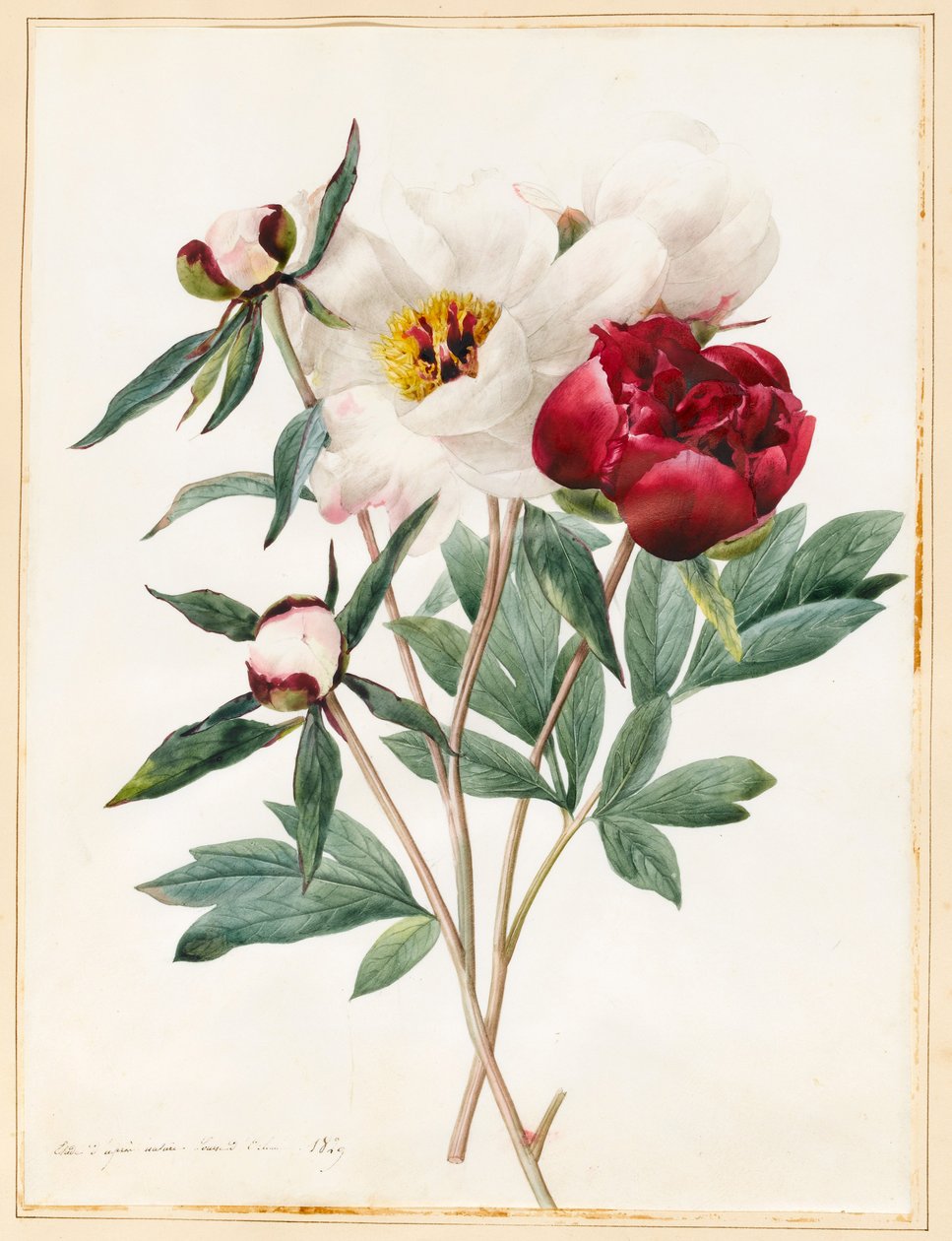 Røde og hvide urteagtige pæoner, 1829 (wc med noget kropsfarve på vellum) af Louise DOrleans