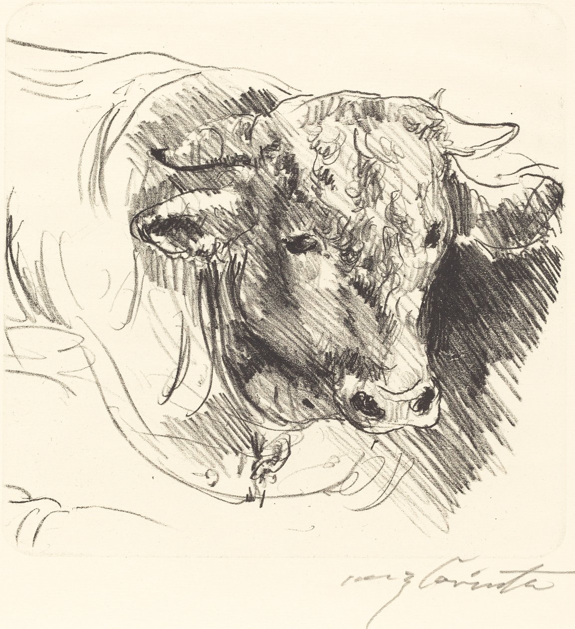 Stierkopf Head of a Steer, 1912. af Lovis Corinth