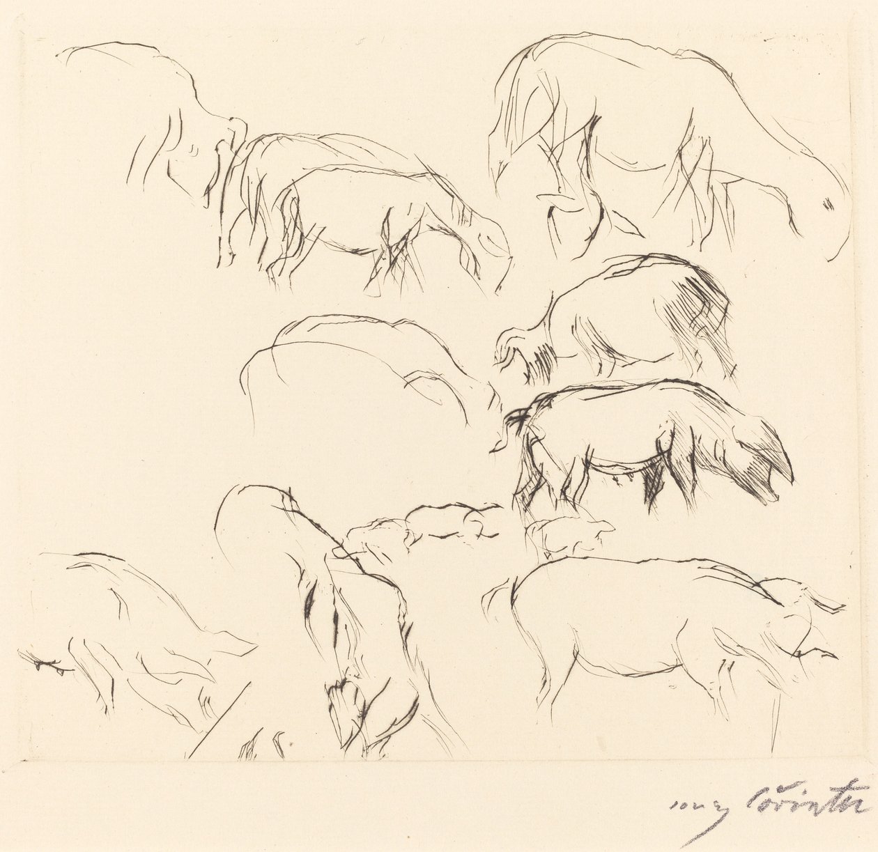 Forskellige dyrestudier Animal Studies, 1917. af Lovis Corinth