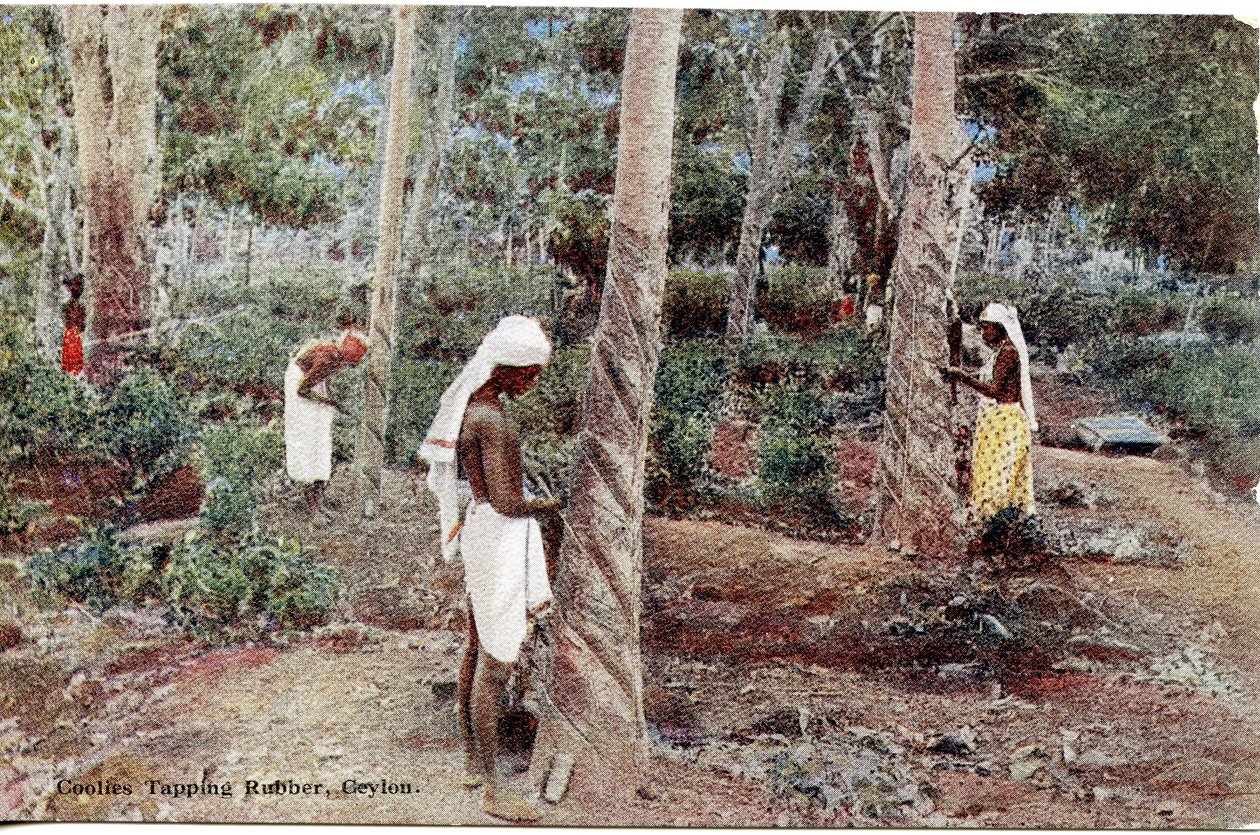 Coolies Tapping Rubber, Ceylon, ca. 1900-20 (håndfarvet fotografi) af Ltd. Ceylon Plâté