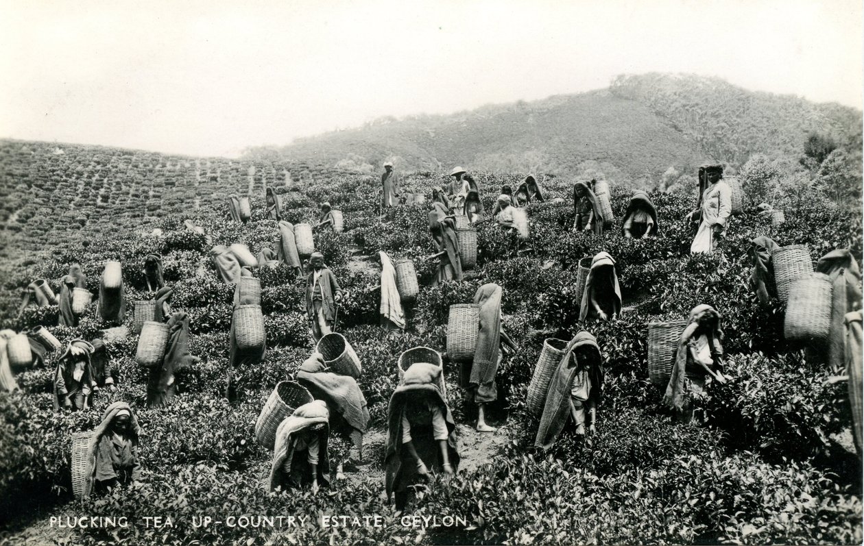 Plukke te, oplandsgods, Ceylon, ca. 1900-1930 (s/h-foto) af Ltd. Ceylon Plâté