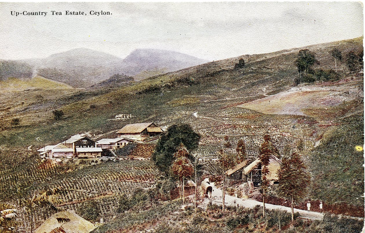 Up-Country Tea Estate, Ceylon, ca. 1900-20 (håndkoloreret fotografi) af Ltd. Ceylon Plâté