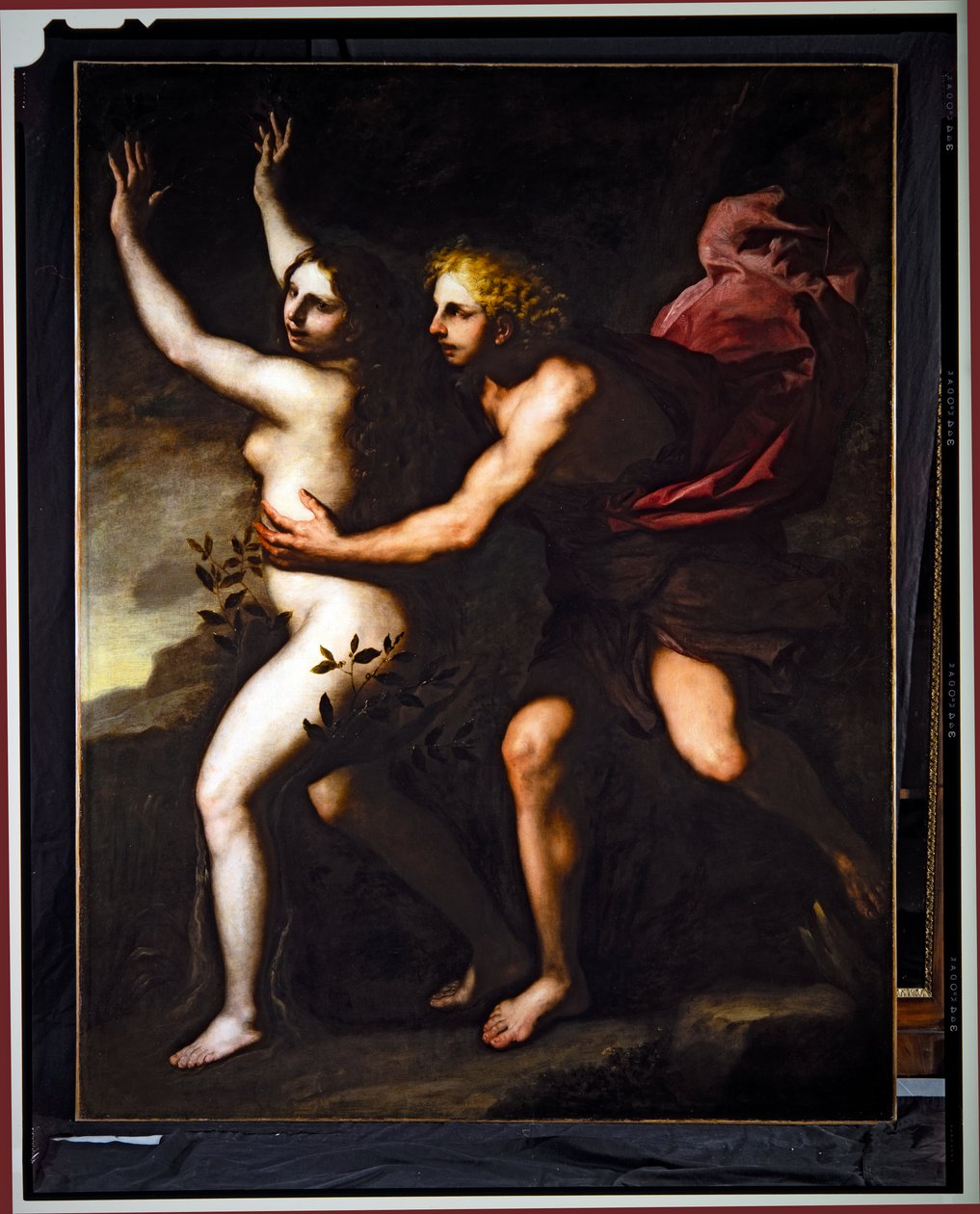 Apollo and Daphne (olie på lærred) af Luca Giordano