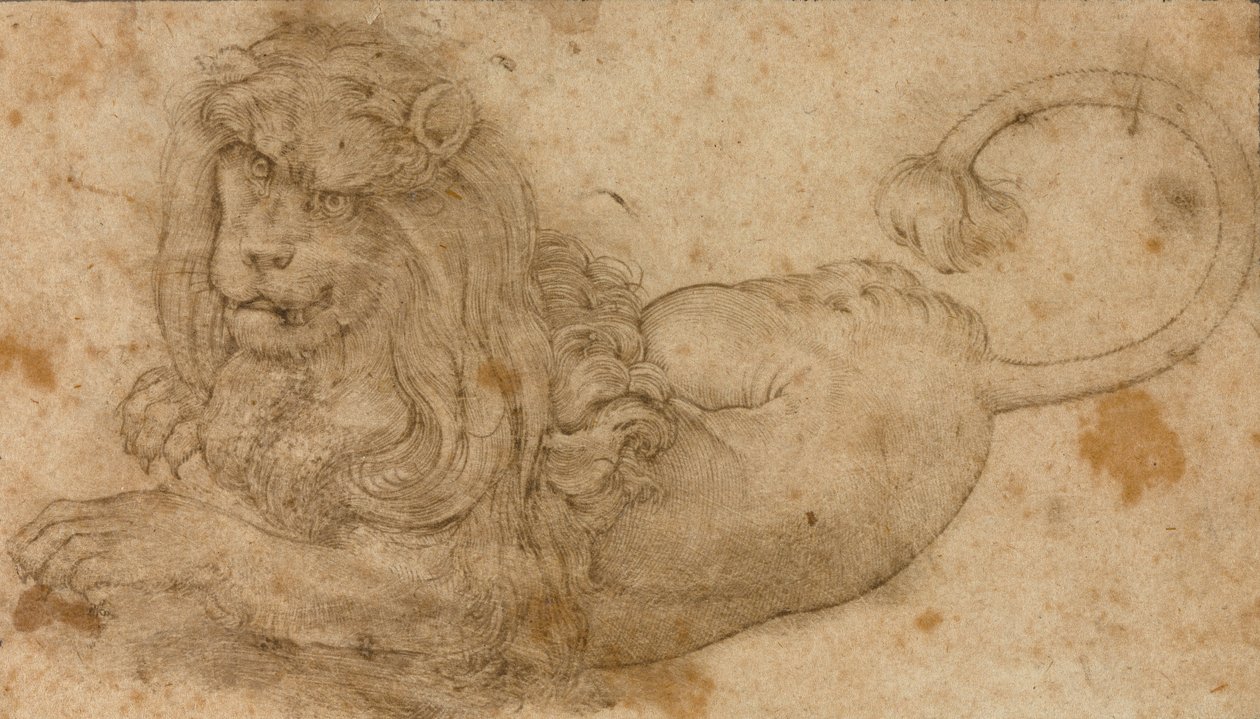 Studie af en løve af Lucas Cranach the Elder