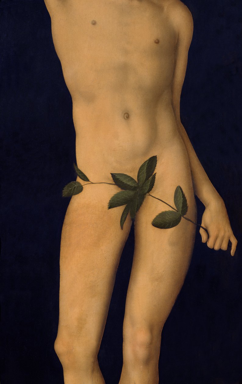 Adam, 1528 olie på panel detalje af 9628 af Lucas Cranach the Elder