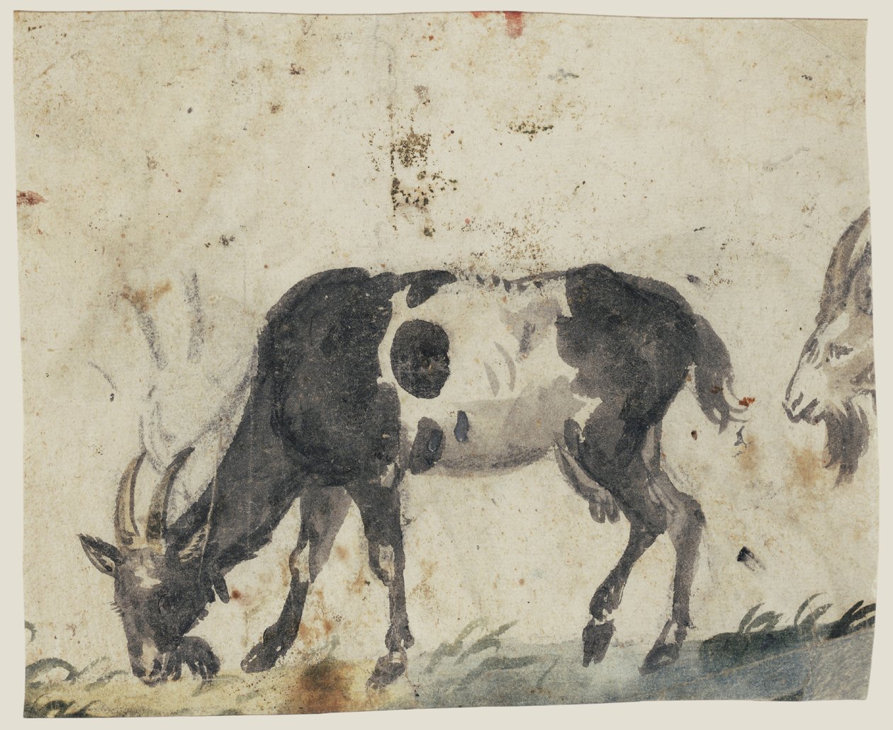 Study of Goats (verso), c.1520-30 (pensel med sort, grå, grøn vask og sort kridt) af Lucas the Elder Cranach