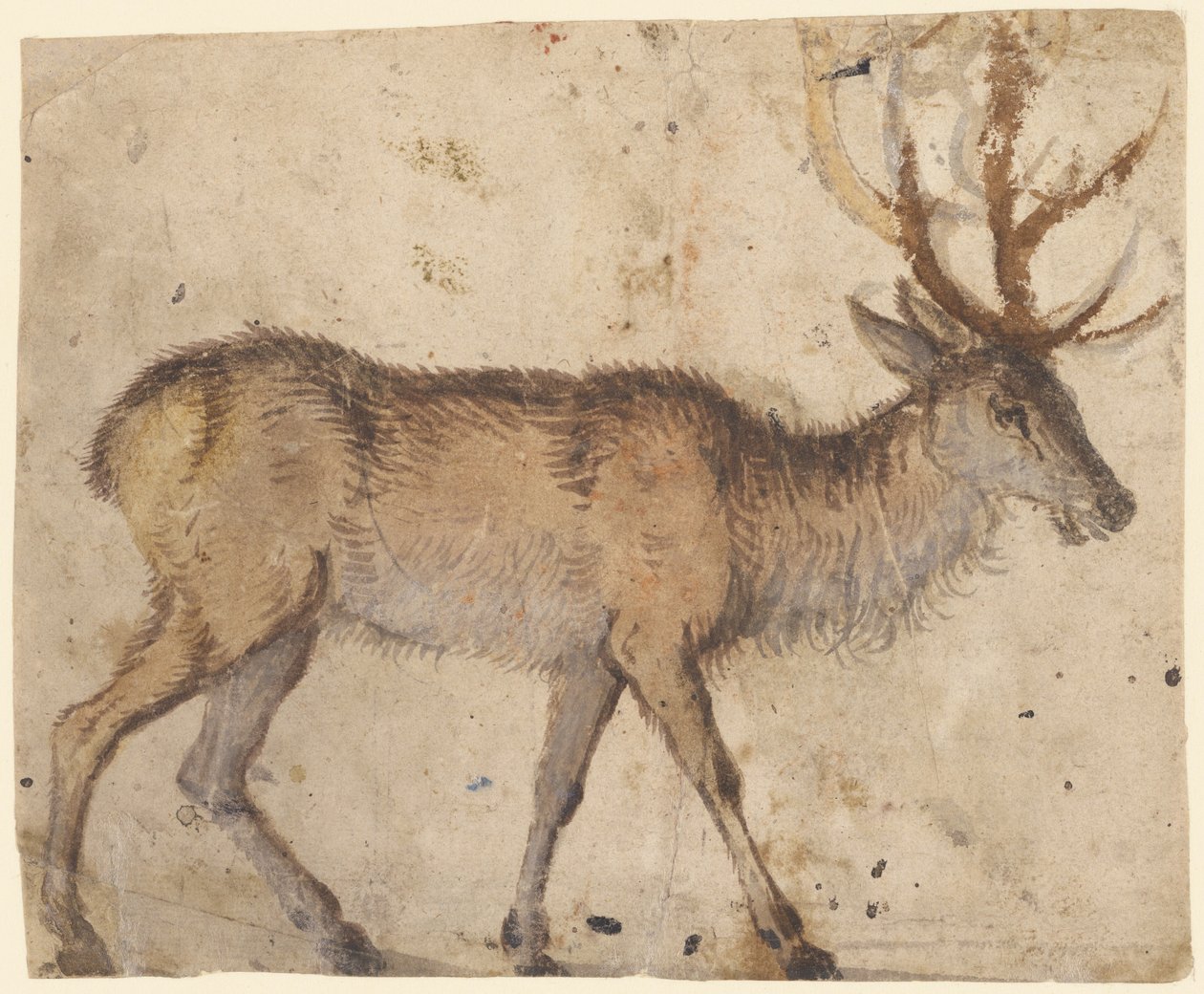 Studie af en kronhjort (recto), ca. 1520-30 (børste med brun vask, forhøjet med hvid gouache) af Lucas the Elder Cranach